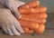 Some sweet carrots in a man& x27;s hand - The benefits of carrots concept. Wooden background