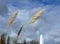 Some tall grass reed blowing in the cold winter wind in a park in MalmÃ¶, Sweden