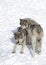 Some Timber wolves or Grey Wolves (Canis lupus) isolated on white background walking in the winter snow in Canada