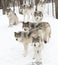 Some Timber wolves or Grey Wolves (Canis lupus) isolated on white background walking in the winter snow in Canada