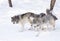 Some Timber wolves or Grey Wolves (Canis lupus) isolated on white background walking in the winter snow in Canada