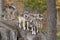 Some Timber wolves or Grey Wolves (Canis lupus) on top of a rock on an autumn day in Canada