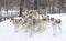 Some Timber wolves or Grey Wolves (Canis lupus) waiting to be fed in winter in Canada