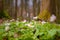 some tiny blooming wood anemones in a forest in spring