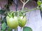 some tomatoes that are still green