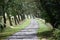 Some trees blown at an angle by the prevailing wind lining a road