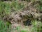 Some unknown animal burrow or home underground on a hillside covered with grass outside In summer forest