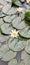 some very pretty white water lilies on a pool of leaves