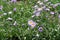 Some violet flowers and buds of Erigeron speciosus