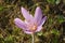 Some violet Swiss flower with yellow stamens and six petals