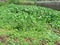 Some water hyacinths are born in a pond