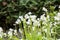 Some white bluebell flowers.