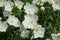 Some white flowers of Oenothera speciosa