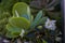 Some white flowers with others plants around