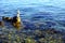 Some white stone stacked in the clear blue sea water