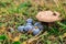 Some wild mushrooms and berries in the forest...
