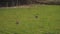 Some wild Rabbits / Hares in an open field