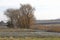 Some willow trees and reed in Lower Austrian Weinviertel