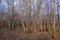 Some Wind Stripped Trees at the The Tail End of Scotlands Autumn