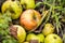 Some windfalls apples laying in the dirt