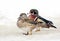 Some Wood ducks standing on the frozen ice in Ottawa, Canada