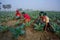 Some workers are clearing the weeds of their broccoli land in winter morning at Savar, Dhaka