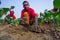 Some workers are clearing the weeds of their broccoli land in winter morning at Savar, Dhaka