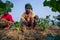 Some workers are clearing the weeds of their broccoli land in winter morning at Savar, Dhaka