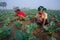 Some workers are clearing the weeds of their broccoli land in winter morning at Savar, Dhaka