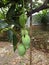 Some young mangoes are still unripe hanging from the tree