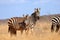 Some Zebras in the African Savannah