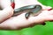 Somebody keeps slow worm or Anguis fragilis in hand. Slow worms are semifossorial burrowing lizards