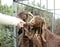 Somebody`s hand feeding animals at the zoo