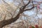 Somei Yoshino pink Cherry blossoms trees during Hanami Spring Festival.