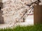 Somei Yoshino Sakura flowers blooming near grass, Nagoya, Japan