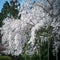 Someiyoshino Somei-Yoshino Cherry Blossom at Daigoji Temple Daigo-ji in Kyoto, Japan.