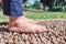 Someone is doing foot therapy on rocks