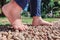 Someone is doing foot therapy on rocks