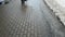 Someone with fabric bag walks on the paving slabs in winter. Puddles, bad weather. Dirty snow