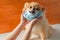 Someone hands touching on Pomeranian, small breed dogs that put on a health mask
