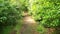 Someone walking through the rainforest path, glide shot, exotic plants around. First person view, control through