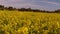 Someone walks along the yellow blooming field and scares the bees, a first-person view, olive trees in the distance