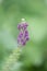 Somerset Skullcap, Scutellaria columnae, close-up of flowers