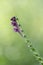 Somerset Skullcap, Scutellaria columnae, close-up purple flowers