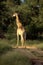 Sometimes girafs are taking the gravel road as well