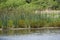 Somewhere in the Everglades of southern Florida a gator waits