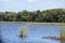 Somewhere in the Everglades of southern Florida a gator waits