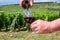 Sommelier or waiter pouring of burgundy red wine from grand cru pinot noir vineyards, glass of wine and view on green vineyards in