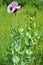 Somnifacient poppy Papaver somniferum grows in the land