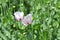 Somnifacient poppy Papaver somniferum grows in the land